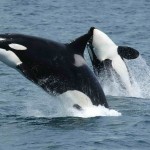 killer-whales-591130_960_720