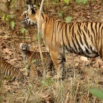 Tigeress_with_cubs_in_Kanha_Tiger_reserve