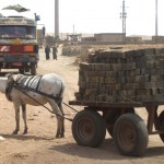 1988_1341310487-Donkey-harness-level-912-x-644