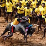 jallikattu-story_647_011516104547