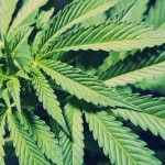 o-MARIJUANA-facebook