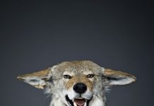 What Can Lawyers Learn From Wolves? What can lawyers learn from the wolves?