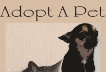 How to Get a Pet Shop Licence?