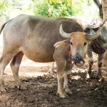 Cattle-sale-restrictions-introduced-by-Indian-government_wrbm_large