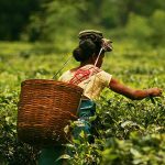 Plucking_tea_in_a_tea_garden_of_Assam