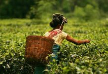 How can plantation owners in Assam or Darjeeling use geographical indications such as Assam Tea or Darjeeling Tea? geographical indications