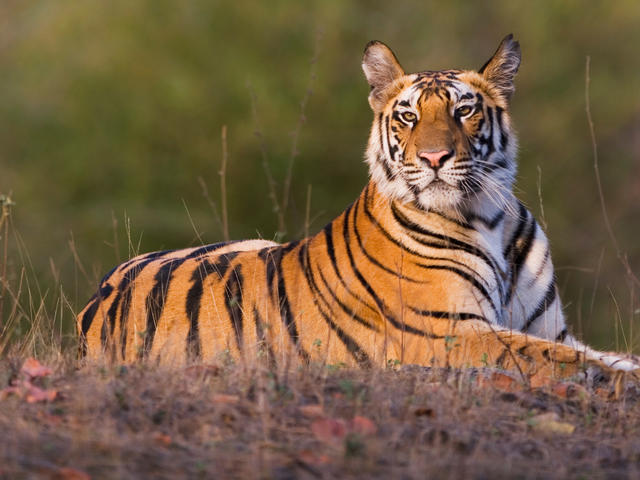 Conservation of Tiger under the Wildlife Protection Act, 1972 - iPleaders