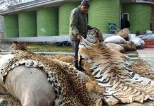 All you need to know about Trade and Commerce in Wild Animals Wild Animals