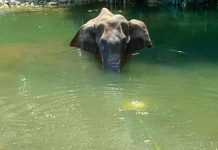 An Analysis in Light of Animal Cruelty and it’s Laws: The Kerala Elephant Case