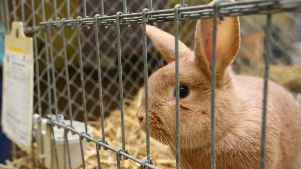Animal Abuse: A Study on Inhumanity and Animal Cruelty