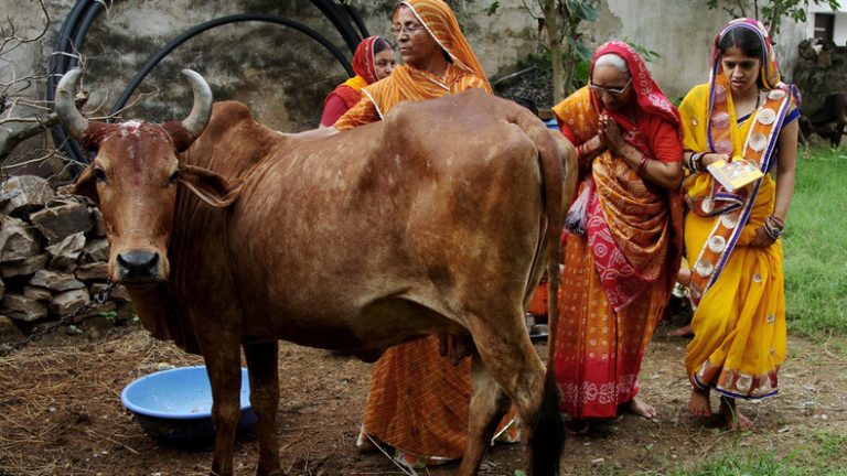cow vigilantism