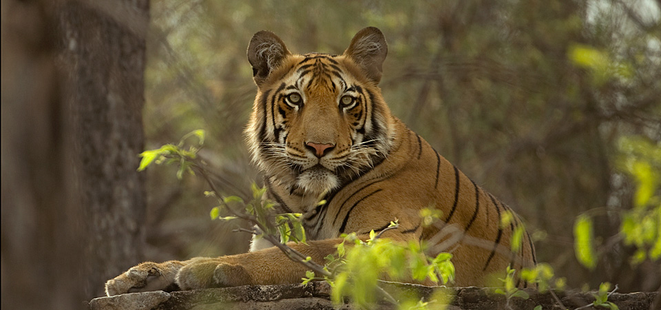 No protection for wildlife - the failed state of animal protection in India  - iPleaders