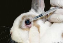 All about animal testing in India
