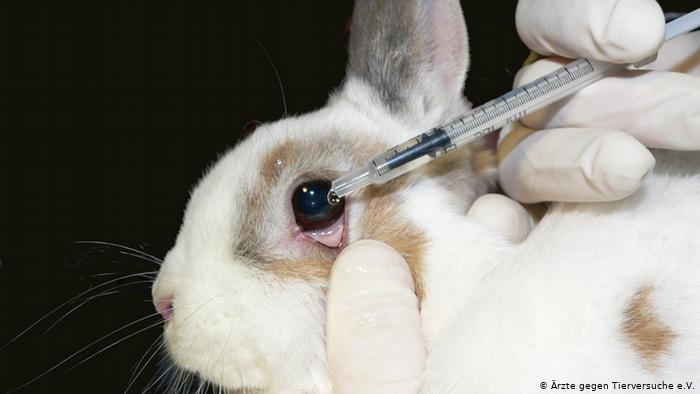 All about animal testing in India - iPleaders
