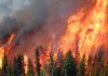A forest fire and the environmental tort