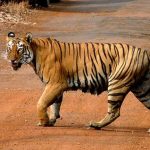 All about Tiger Conservation Plan Tiger Conservation Plan