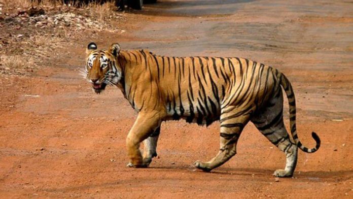 Tiger Conservation Plan
