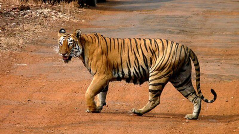 All about Tiger Conservation Plan - iPleaders