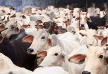 Impact of Cow Slaughter and Cattle Preservation (Amendment) Bill, 2020 on beef sellers