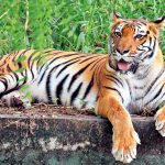 Steps and initiatives taken by the Central government in order to protect its fauna