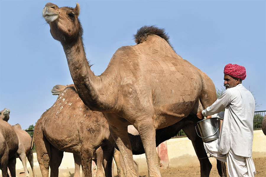 The Camel Prohibition Act in Rajasthan : a boon or a bane - iPleaders