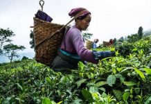 Social security for labourers in the tea industry of Darjeeling with special reference to women worker