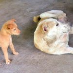 Animal_Welfare_Board