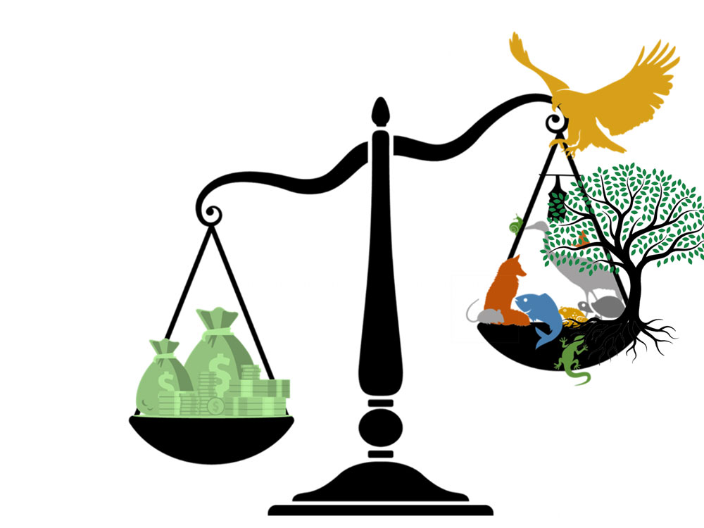 International Laws For Environmental Protection And Role Of Judiciary 