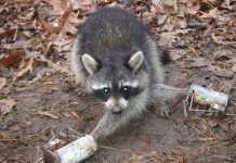 Laws on leg-hold animal traps around the world