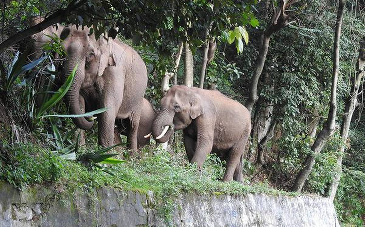 The elephants' right to passage and the Nilgiri elephant corridor -  iPleaders
